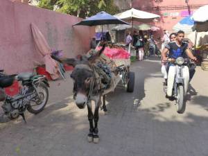 Esel in Marrakesch